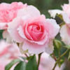 karen8675309you